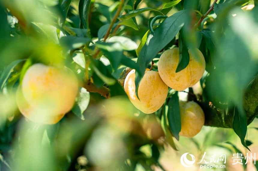 李樹上成熟的金秋李。人民網 涂敏攝