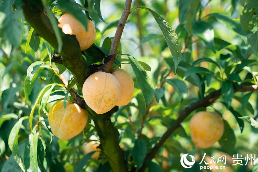 李樹上成熟的金秋李。人民網 涂敏攝