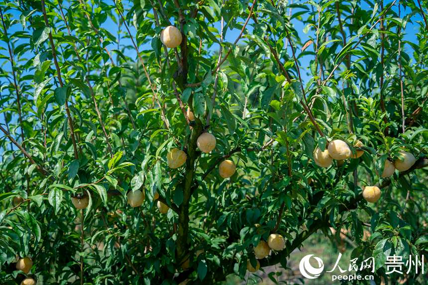 李樹上成熟的金秋李。人民網(wǎng) 涂敏攝