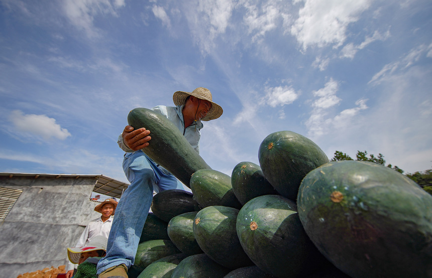 8月23日，村民把采收的冬瓜裝車。