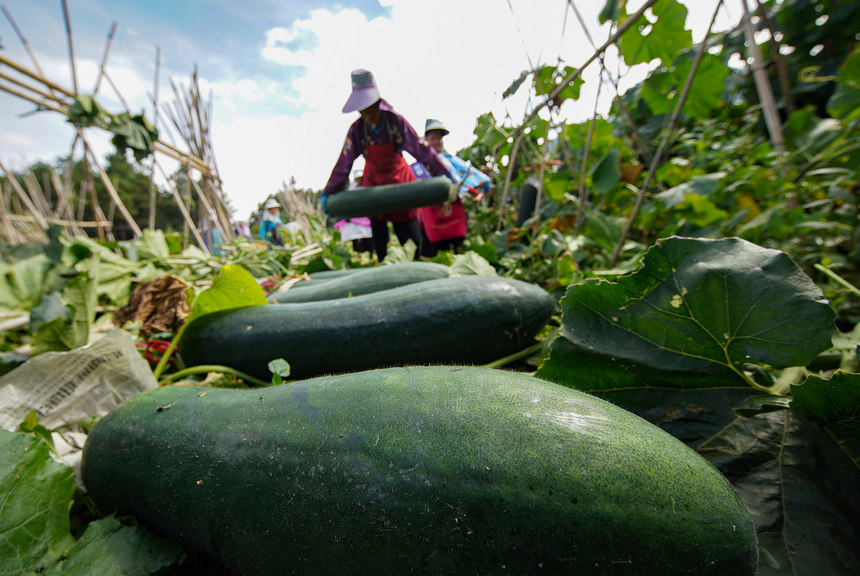 8月23日，村民在采收冬瓜。