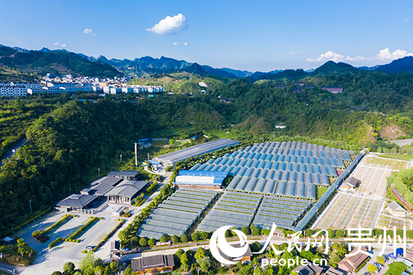 航拍黃絲村風貌。人民網 陽茜攝