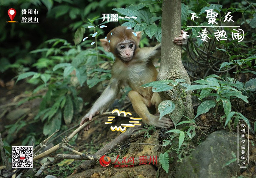 嚇！那邊猴好多，趕緊趕緊溜