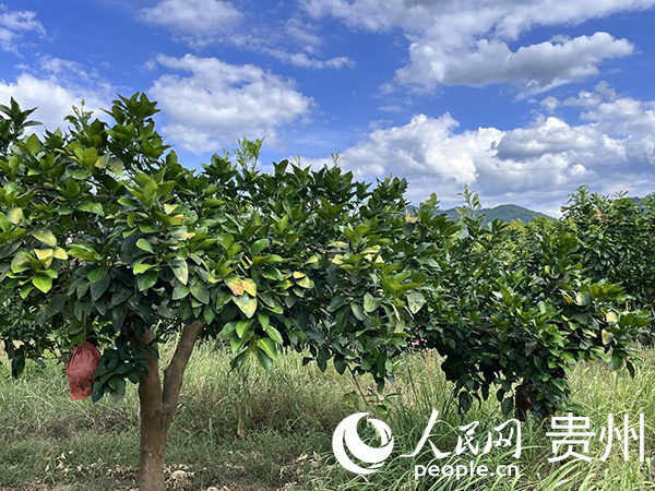 思南縣農(nóng)村青年科技培訓(xùn)基地。人民網(wǎng) 陳潔泉攝