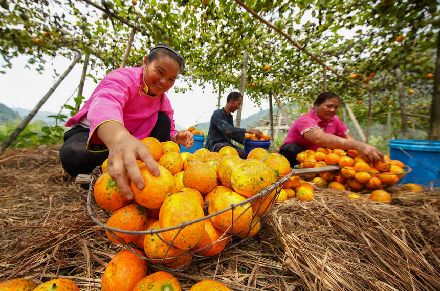 9月20日，村民在分揀吊瓜。 