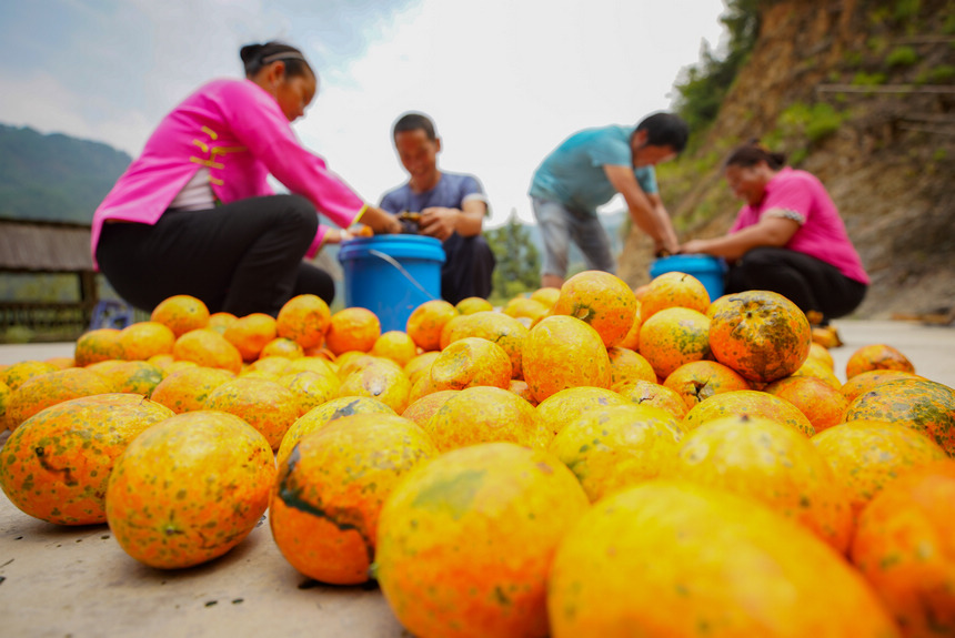 9月20日，村民在清理吊瓜。  