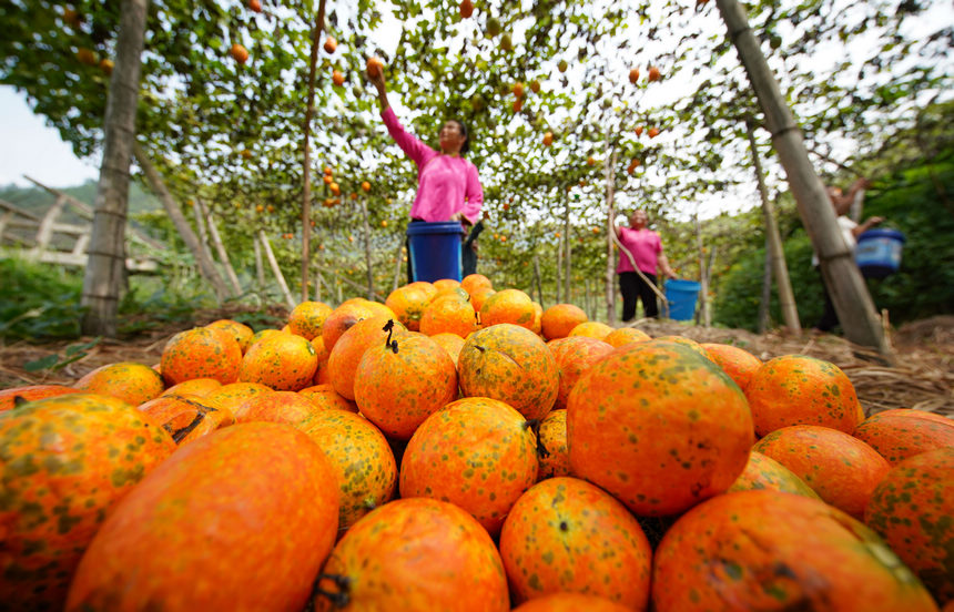 9月20日，村民在采摘吊瓜。   