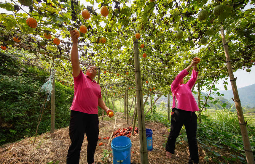 9月20日，村民在采摘吊瓜。  