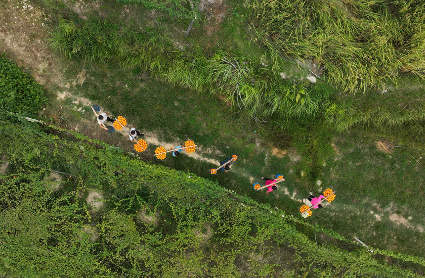 9月20日，村民在挑運吊瓜（無人機照片）。 