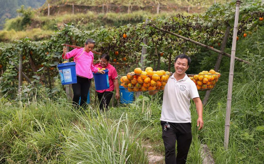 9月20日，村民在挑運吊瓜。   