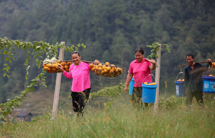 9月20日，村民在挑運吊瓜。  