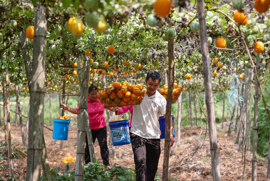 9月20日，村民在挑運吊瓜。 