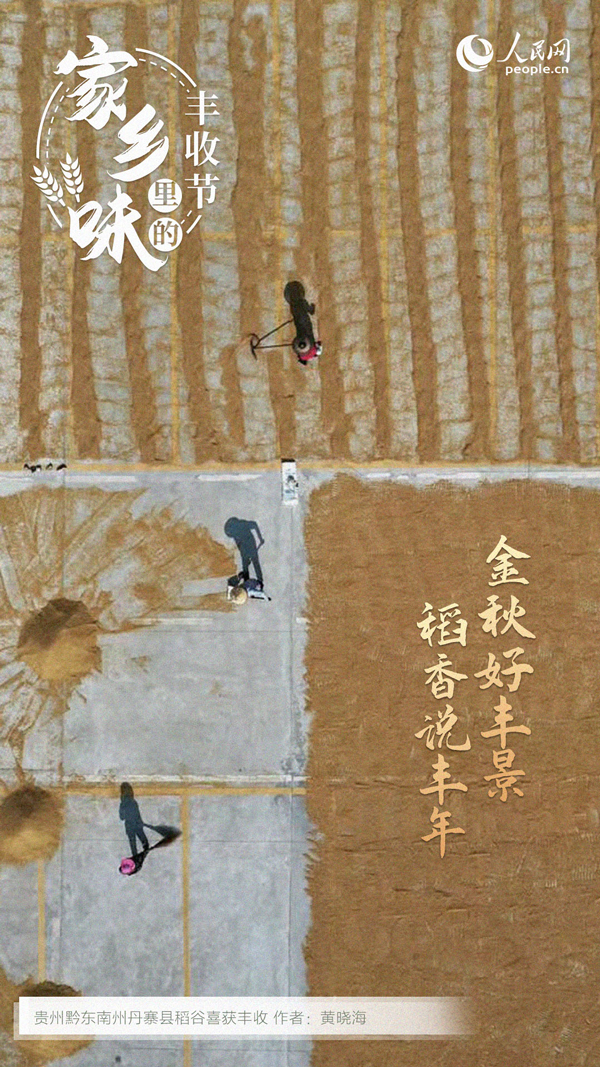 貴州丹寨縣成熟的稻谷。