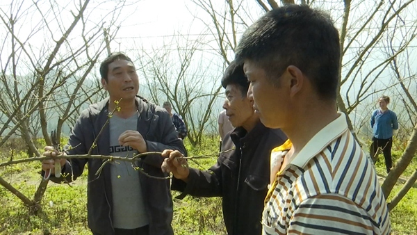 4.望謨縣農技人員現場講解果樹修剪注意事項。望謨縣融媒體中心供圖