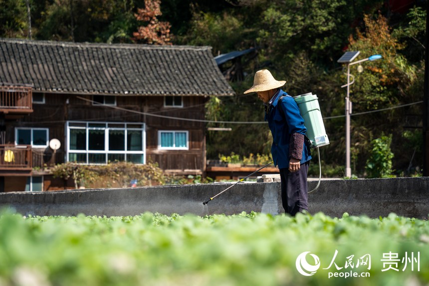 龍塘村村民在田間勞作。人民網 涂敏攝