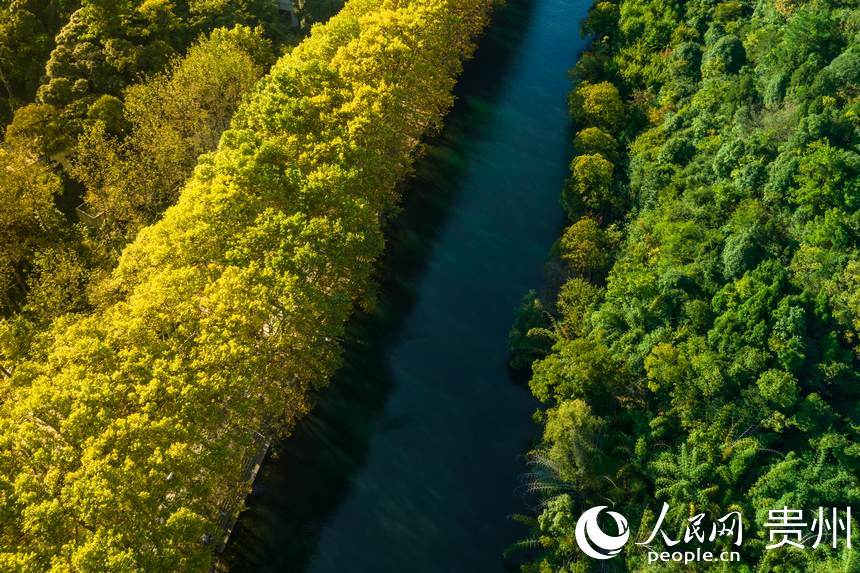 黃金大道的秋日一景。人民網 陽茜攝