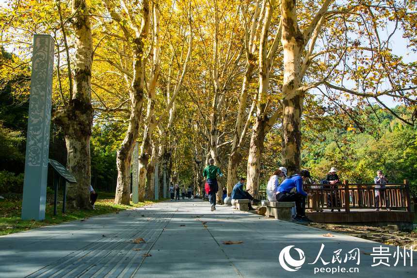 鱗次櫛比的梧桐樹在人行道兩旁一字排開。人民網 陽茜攝