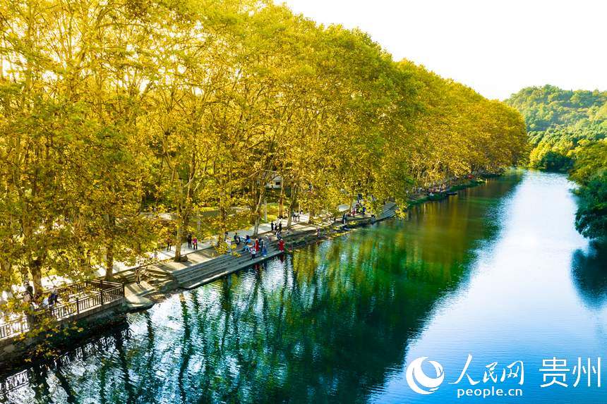 幽靜地湖水倒映出高大的梧桐樹。人民網(wǎng) 陽茜攝