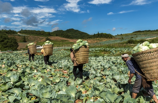 貴州省遵義市務川泥高鎮鎮江鄉村振興服務站通過產銷對接幫助村民銷售蓮花白。