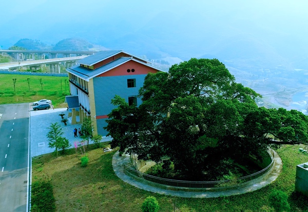 位于正習高速水銀河收費站內的千年黃柏古樹。