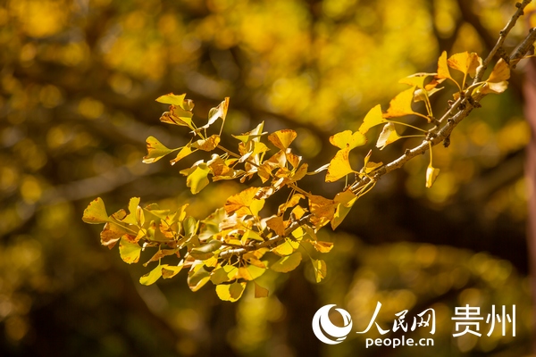 陽光灑在金燦燦的銀杏葉上。人民網 陽茜攝