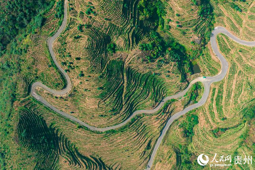 航拍貴州省黔西南州普安縣地瓜鎮屯上村白葉一號感恩茶園。人民網記者 涂敏攝