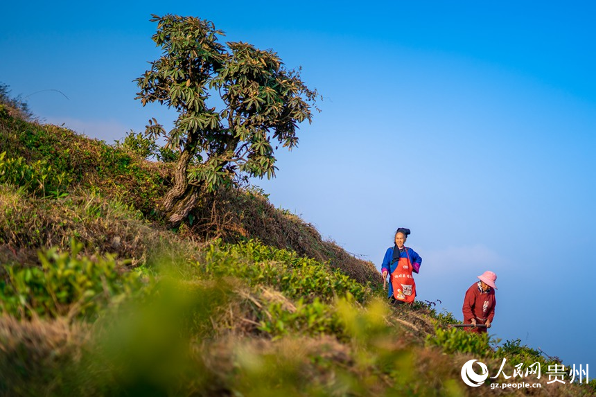 村民們在白葉一號感恩茶園內(nèi)勞作。人民網(wǎng)記者 涂敏攝