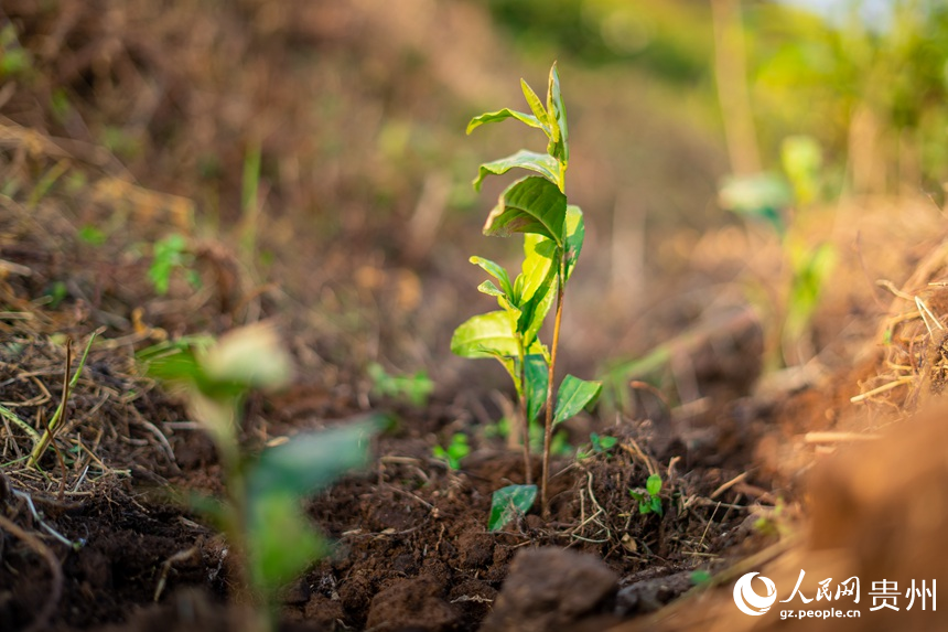 村民們剛剛補(bǔ)種的白葉一號茶苗。人民網(wǎng)記者 涂敏攝
