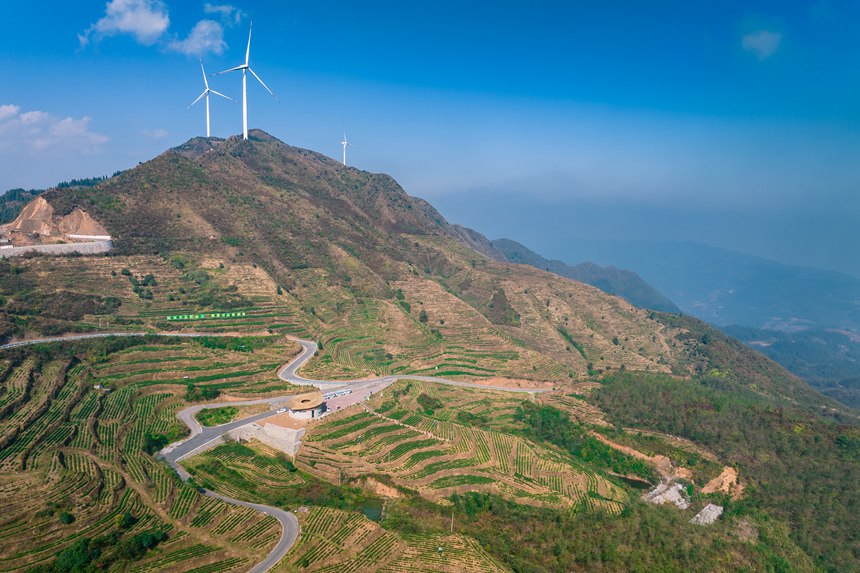 1 航拍貴州省黔西南州普安縣地瓜鎮屯上村白葉一號感恩茶園。人民網記者 涂敏 攝
