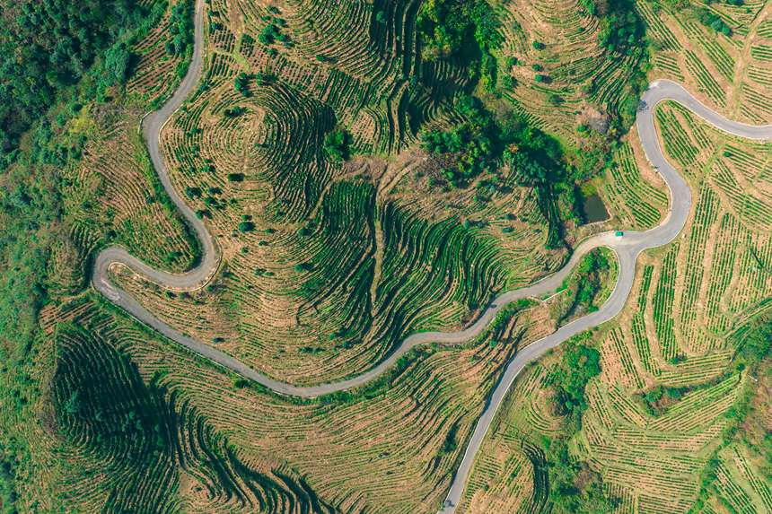 3 航拍貴州省黔西南州普安縣地瓜鎮屯上村白葉一號感恩茶園。人民網記者 涂敏 攝