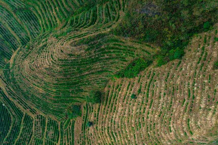 5 航拍貴州省黔西南州普安縣地瓜鎮屯上村白葉一號感恩茶園。人民網記者 涂敏 攝