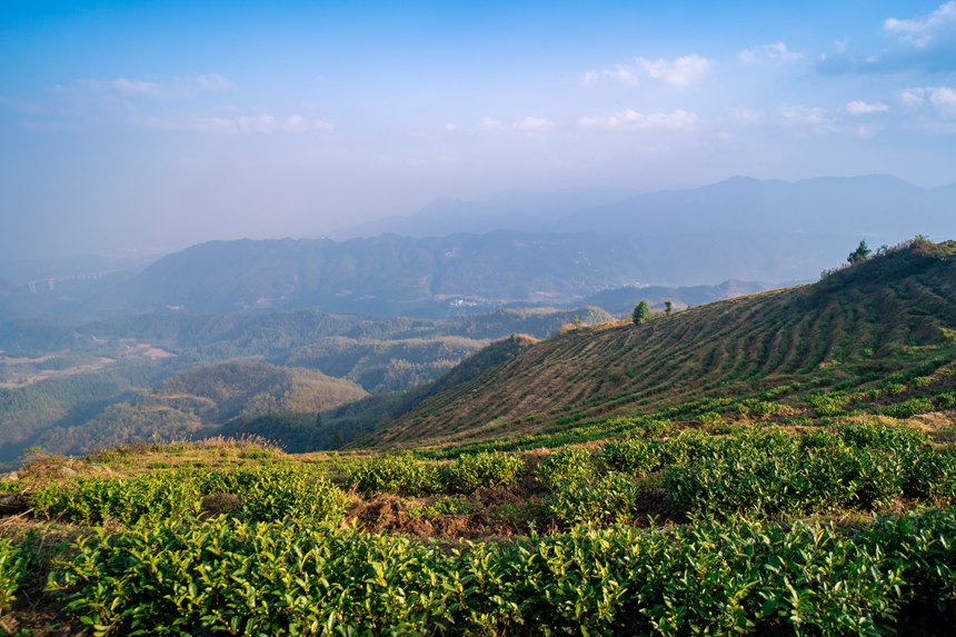 6 白葉一號(hào)感恩茶園。人民網(wǎng)記者 涂敏 攝