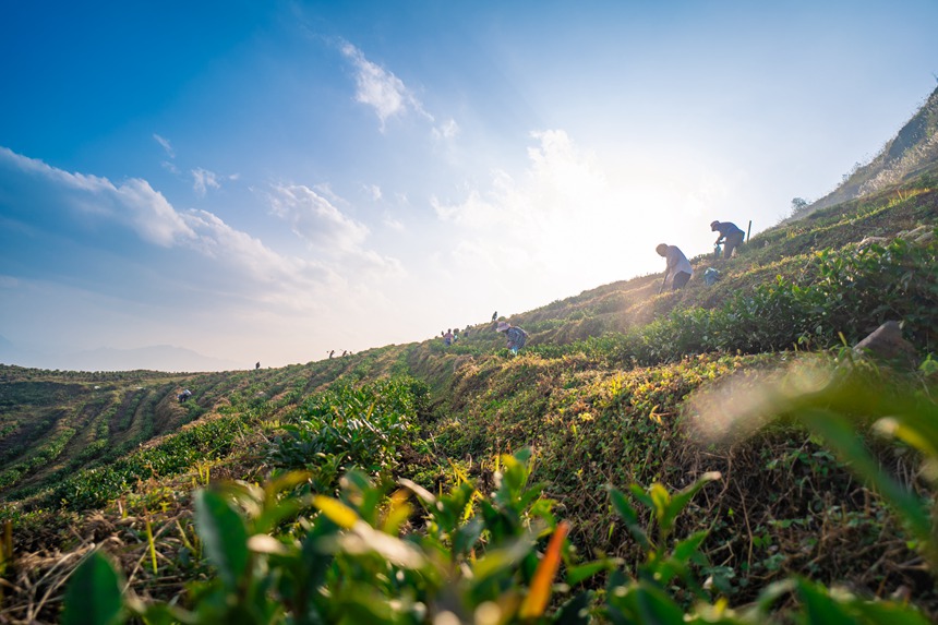 7 村民們在白葉一號感恩茶園內勞作。人民網記者 涂敏 攝