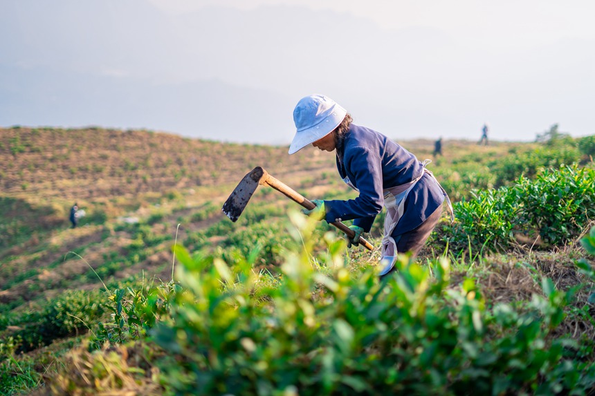 9 村民們在白葉一號感恩茶園內勞作。人民網記者 涂敏 攝