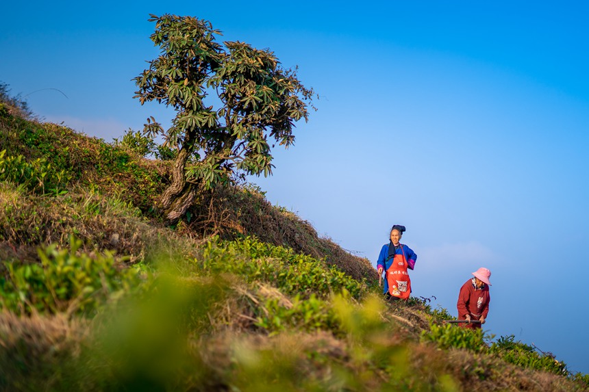 10 村民們在白葉一號感恩茶園內勞作。人民網記者 涂敏 攝