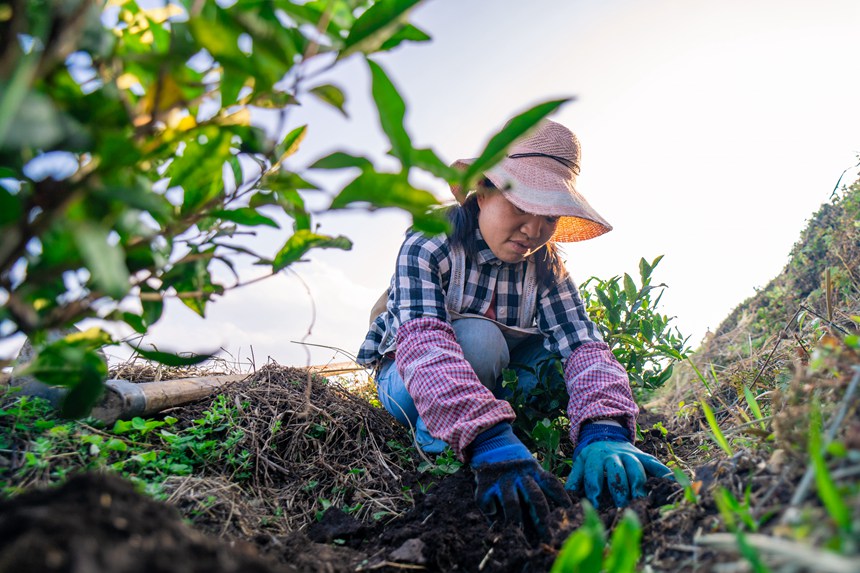 12 村民們在白葉一號感恩茶園內勞作。人民網記者 涂敏 攝