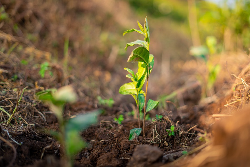 13 村民們剛剛補種的白葉一號茶苗。人民網記者 涂敏 攝