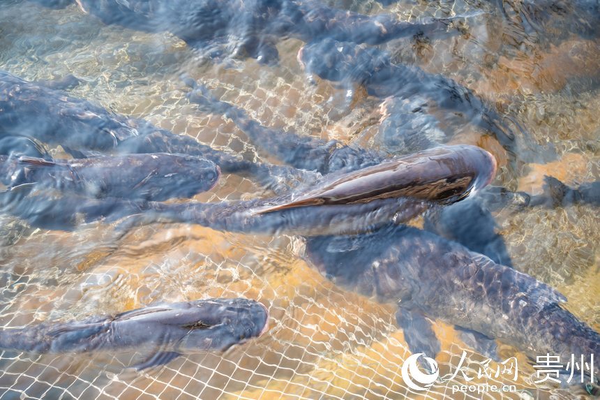 待出水的鳙魚和鰱魚。人民網記者 涂敏攝