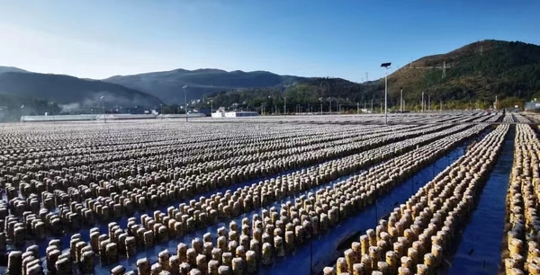 食用菌產業園區一角。