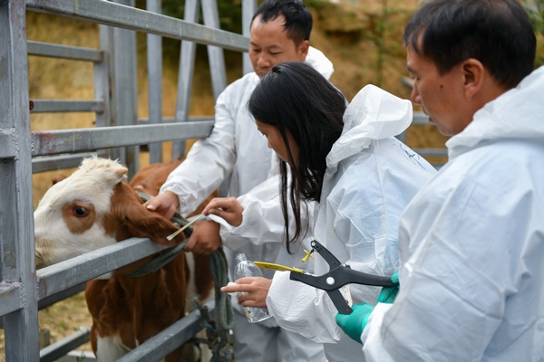 工作人員在給牛打置入芯片的耳標。