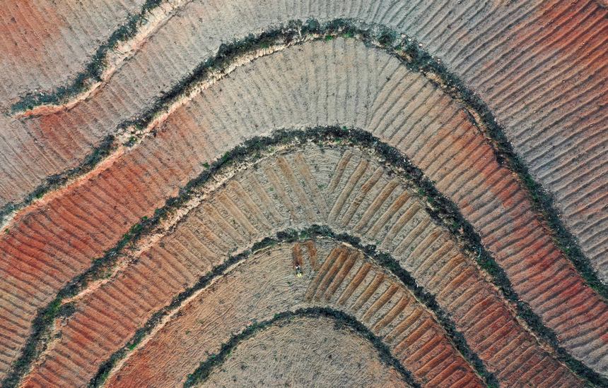 12月5日，村民在太子參種植基地用微耕機(jī)在翻整土地（無(wú)人機(jī)照片）。