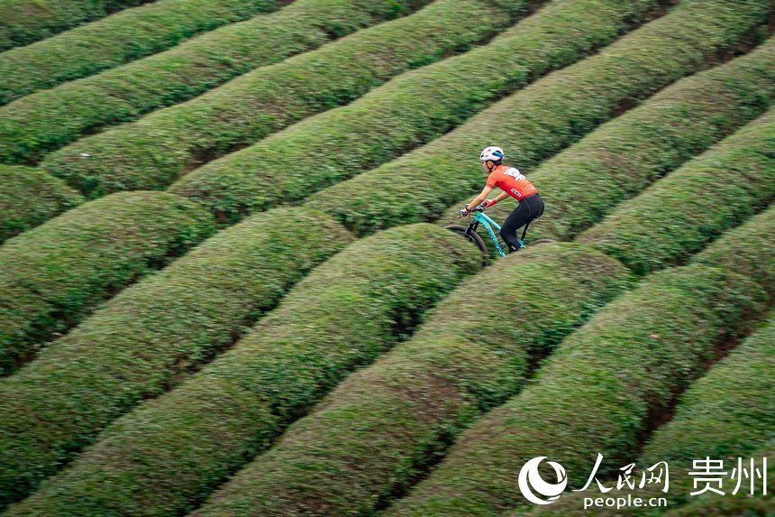 騎行在茶園小徑中的運(yùn)動(dòng)員。人民網(wǎng)記者 涂敏攝