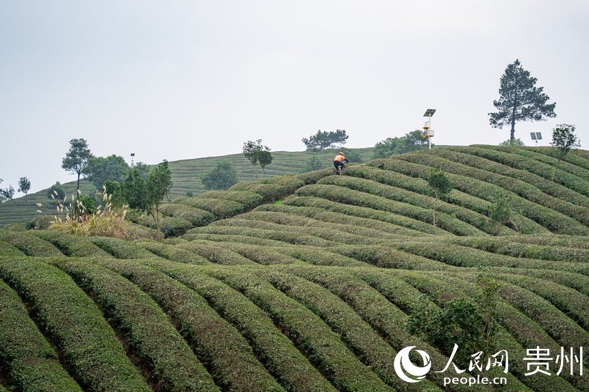 比賽現(xiàn)場。人民網(wǎng)記者 涂敏攝