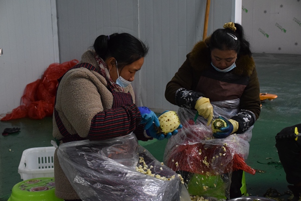 工人在給菠蘿削皮。