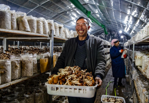 水城區菌種場食用菌豐收。