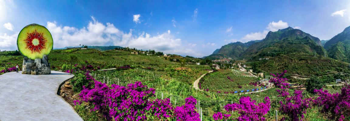 水城區米籮鎮獼猴桃種植基地。