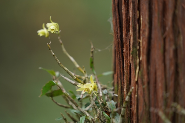 長勢良好的鐵皮石斛。