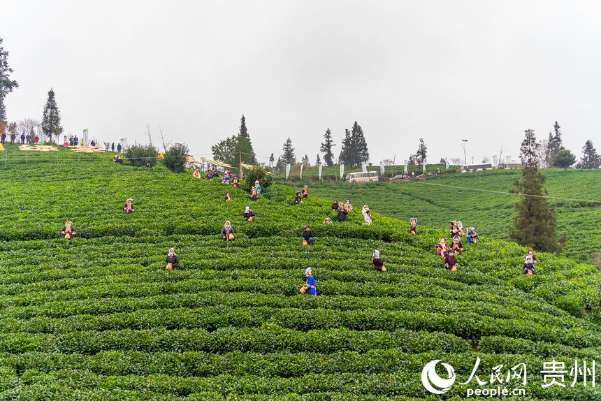 普安縣茶源街道聯(lián)盟村茶神谷茶園。人民網(wǎng) 涂敏攝