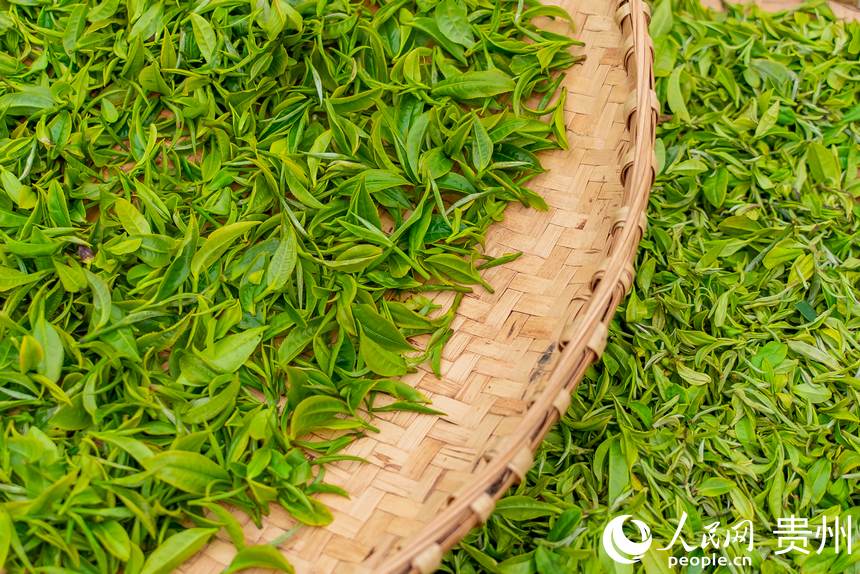 剛剛采摘下來(lái)的茶芽。人民網(wǎng) 涂敏攝