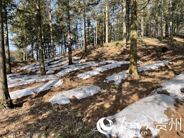 2023年貴陽(yáng)貴安林下紅托竹蓀種植進(jìn)行中。 人民網(wǎng) 陳潔泉攝